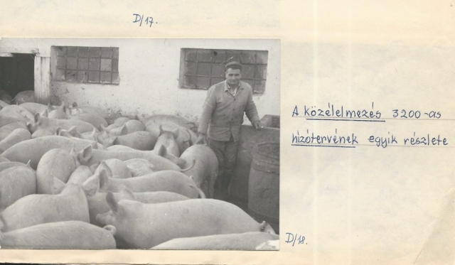 A hízlalda Községi Krónika 1968.